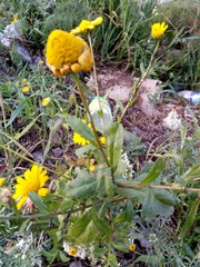 Anthemideae