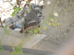 Phoenicurus ochruros