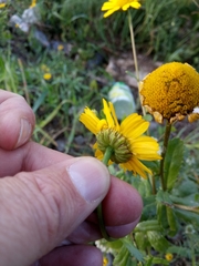 Anthemideae