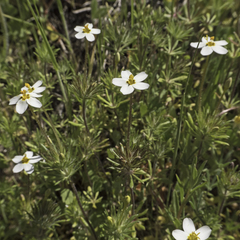 Leptosiphon parviflorus