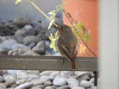 Phoenicurus ochruros