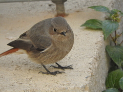 Phoenicurus ochruros