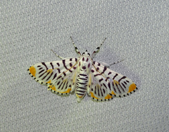 Polygrammodes maccalis