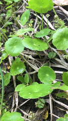 Hydrocotyle prolifera