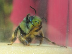 Anthophora plumipes