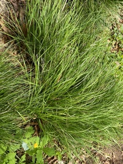 Carex jamesii