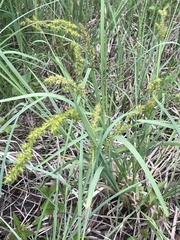 Carex crus-corvi