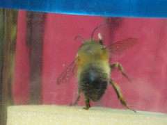 Anthophora plumipes