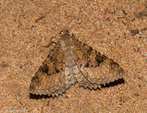Latebraria amphipyroides