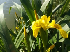 Iris pseudacorus