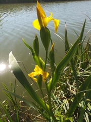 Iris pseudacorus