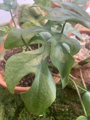 Rhaphidophora tetrasperma