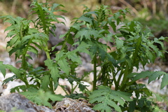 Cirsium alsophilum