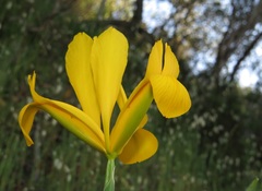 Iris xiphium lusitanica