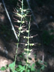 Setaria sagittifolia