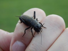 Gryllus campestris