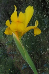 Iris xiphium lusitanica