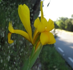 Iris xiphium lusitanica