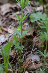 Galium laevigatum