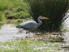 Ardea cinerea