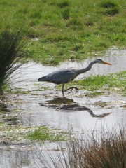 Ardea cinerea