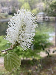 Fothergilla major