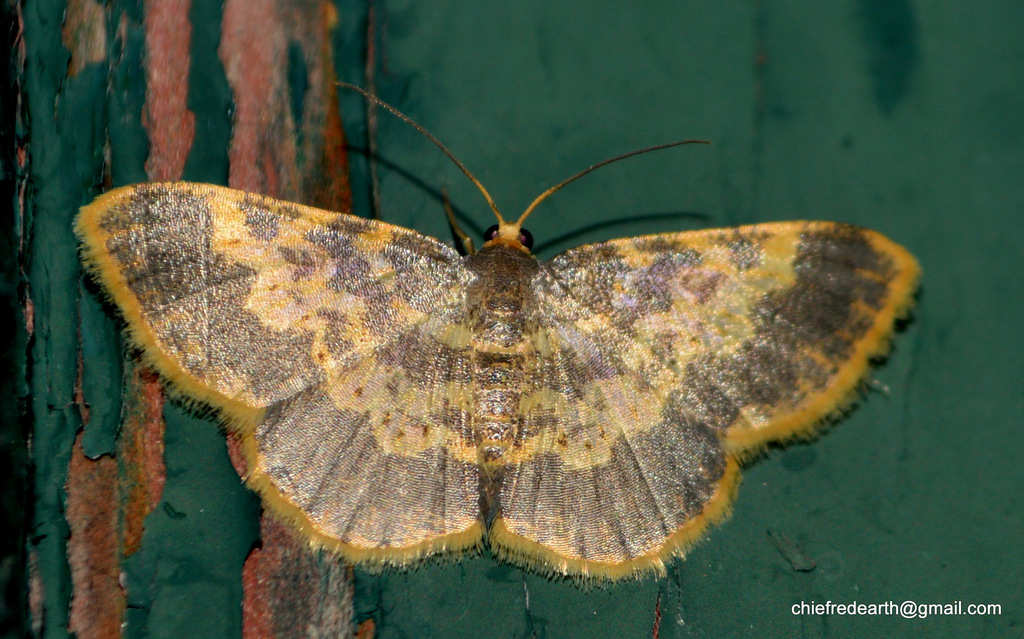 Peratophyga hyalinata