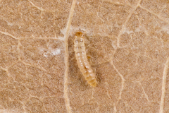 Oryzaephilus surinamensis