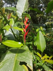 Heliconia farinosa