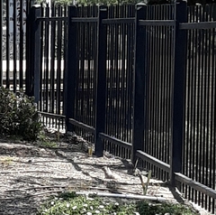 Otospermophilus beecheyi