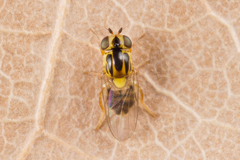 Thaumatomyia notata