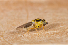 Thaumatomyia notata