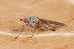 Tephrochlamys rufiventris