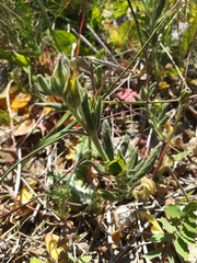 Magnoliopsida