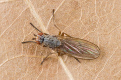 Tephrochlamys rufiventris