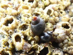 Littorina plena