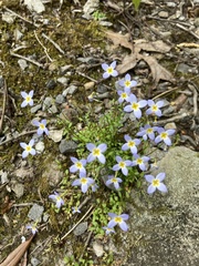 Houstonia serpyllifolia