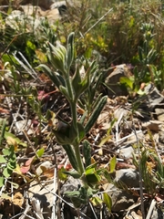 Magnoliopsida