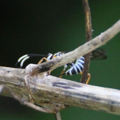 Agonocryptus discoidaloides