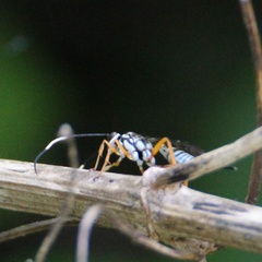 Agonocryptus discoidaloides