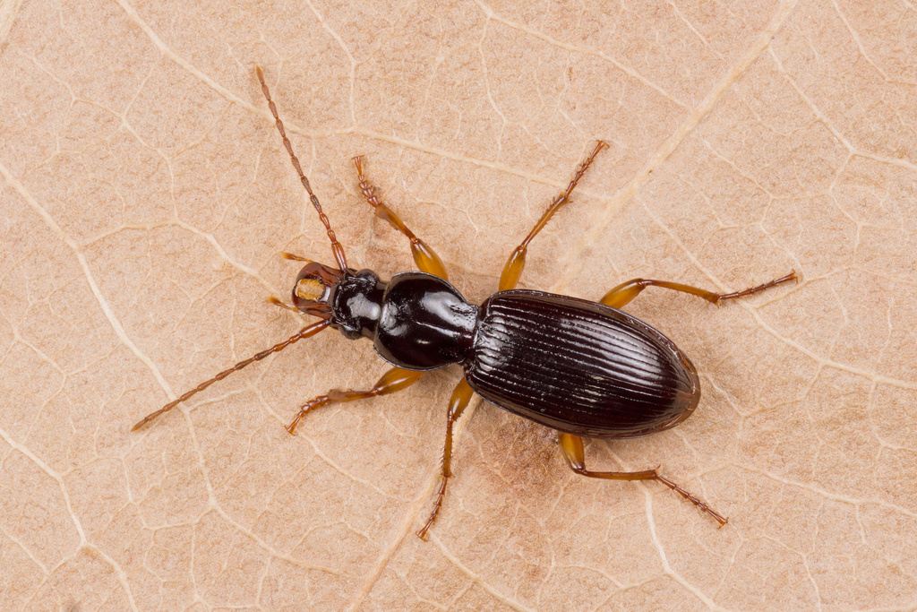 Longjaw Ground-beetle