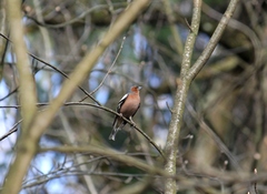 Fringilla coelebs