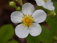 Fragaria vesca