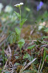 Arabidopsis halleri
