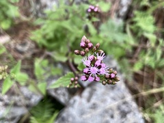 Fleischmannia prasiifolia