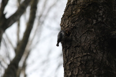 Sitta europaea