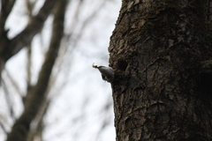 Sitta europaea