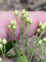 Nidorella ivifolia