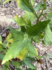 Nidorella ivifolia