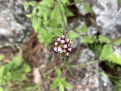 Fleischmannia prasiifolia